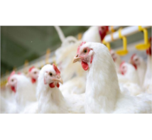 جوجه یک روزه گوشتی